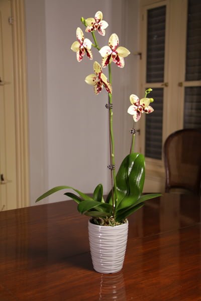 Descubre los secretos para lograr un crecimiento saludable de las raíces de tus orquídeas