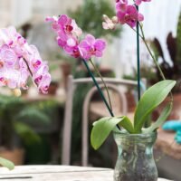 descubre-los-secretos-para-saber-si-tu-orquidea-esta-saludable-consejos-practicos-de-jardineria