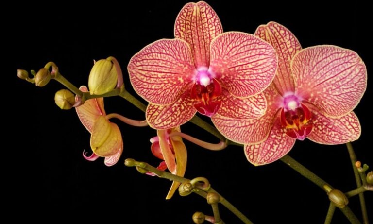 Descubre por qué el precio de las orquídeas se dispara: factores que influyen en su coste
