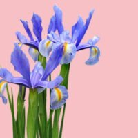 descubre-por-que-la-flor-del-iris-es-conocida-como-la-flor-de-la-tristeza-en-el-mundo-de-la-jardineria