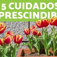 Descubre qué atrae a los tulipanes y cómo sacarles el máximo provecho en tu jardín