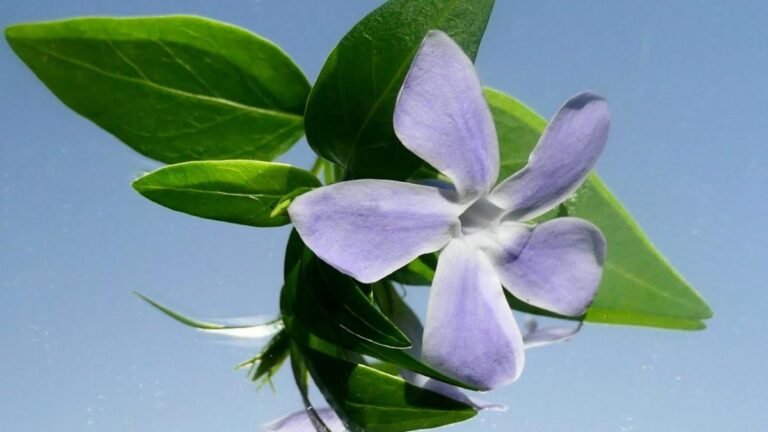 Descubre qué flor simboliza la lucha contra el cáncer en la jardinería