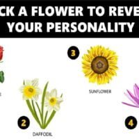 descubre-que-tipo-de-flor-eres-identifica-las-plantas-que-reflejan-tu-personalidad