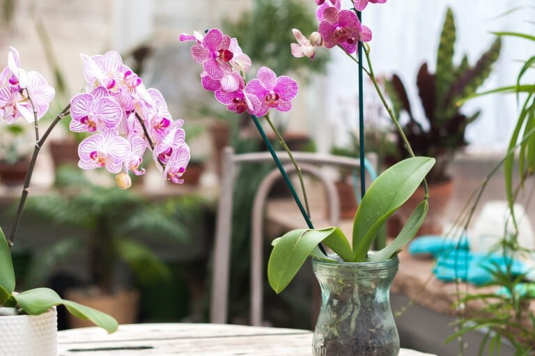 Descubre si tu orquídea necesita más luz con estos consejos de jardinería
