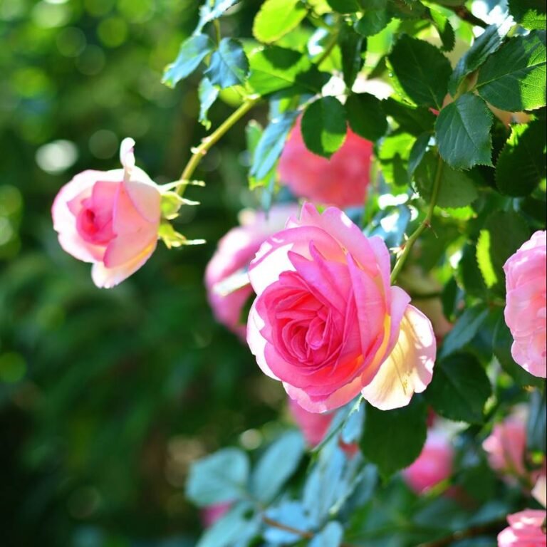 Descubre todo sobre las rosas: su origen, tipos y cuidados necesarios en tu jardín