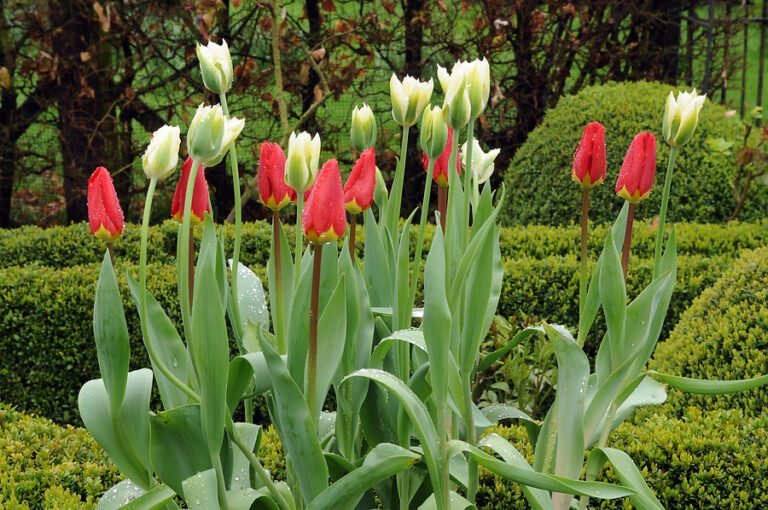 Descubriendo el Misterio del Tulipán Verde en la Jardinería