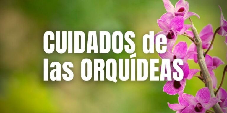 Descubriendo los secretos de la alimentación de las orquídeas: Guía completa para su cuidado
