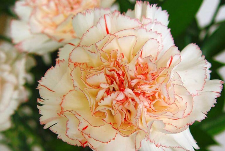 Desvelando el misterio: La flor similar al clavel y su nombre en la jardinería