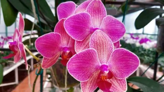 Día de la orquídea: Todo lo que necesitas saber sobre esta celebración y cómo cuidar tus orquídeas en casa