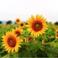diferencias-clave-entre-girasoles-y-margaritas-todo-lo-que-debes-saber-para-identificar-y-cultivar-estas-hermosas-flores
