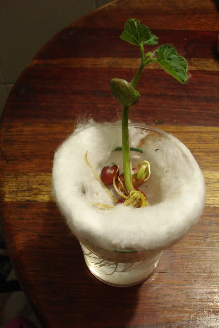 Cómo germinar un frijol en algodón paso a paso