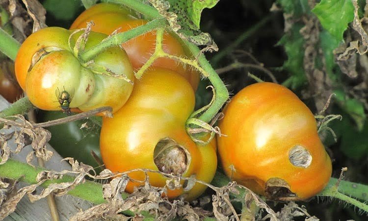 Que plantar al lado de los tomates para evitar plagas