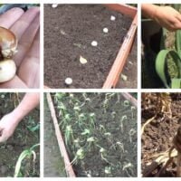 ea5006d2-cuidadodeajos-scaled