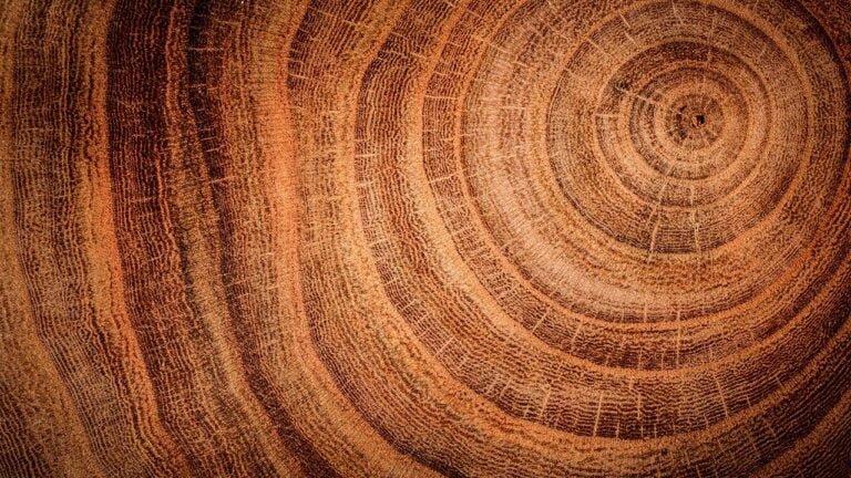 Cómo se puede saber la edad de un árbol sin cortarlo