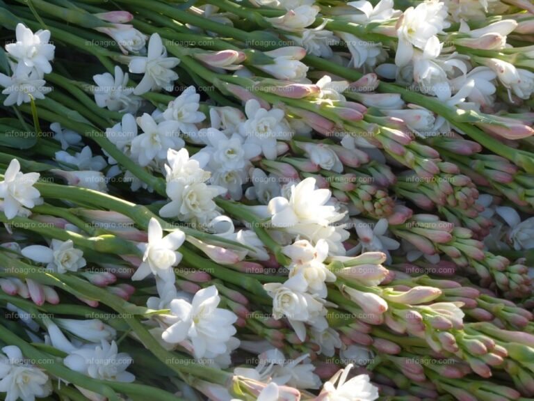 El ciclo de floración de los nardos: ¿Cuántas veces al año florecen y cómo cuidarlos para una floración abundante?