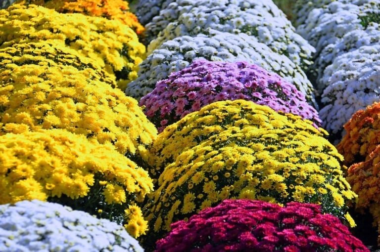El crisantemo: una flor popular en jardinería y su tiempo de crecimiento