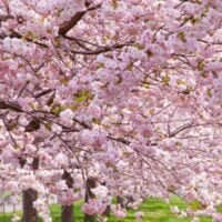 el-efimero-esplendor-de-los-cerezos-en-flor-cuanto-tiempo-dura-su-belleza-en-el-jardin