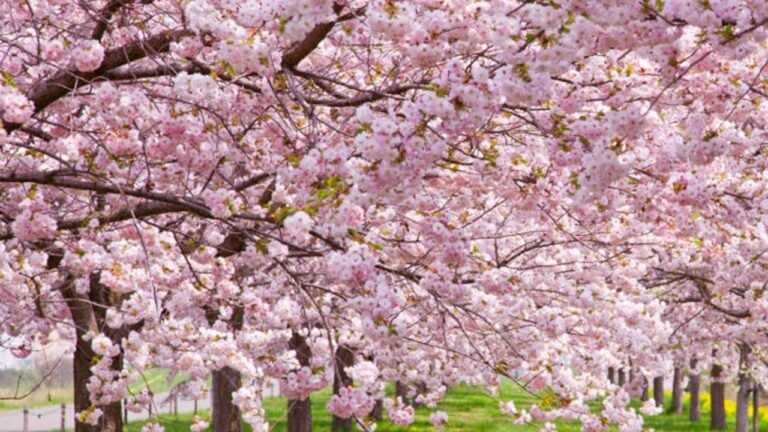 El efímero esplendor de los cerezos en flor: ¿cuánto tiempo dura su belleza en el jardín?