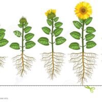 El fascinante ciclo de vida del girasol: Desde la semilla hasta su marchitamiento