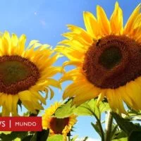 el-fascinante-comportamiento-del-girasol-por-que-se-abre-y-se-cierra