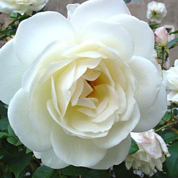 El lenguaje de las flores blancas: descubre su significado en la jardinería