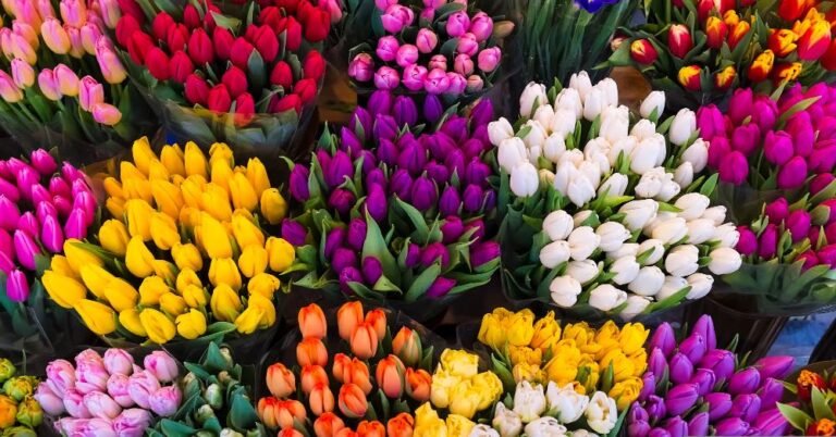 El lenguaje de las flores: descubre el significado detrás de regalar un tulipán en la jardinería