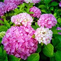 el-lenguaje-de-las-flores-descubre-que-flor-simboliza-el-amor-en-la-jardineria