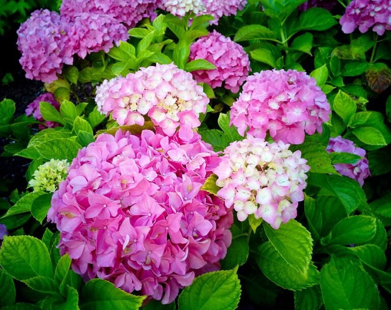 El lenguaje de las flores: descubre qué flor simboliza el amor en la jardinería.