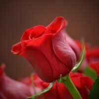 el-lenguaje-de-las-rosas-descubre-que-color-simboliza-el-amor-en-la-jardineria