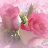 el-lenguaje-de-las-rosas-descubre-que-transmiten-estas-hermosas-flores-en-tu-jardin
