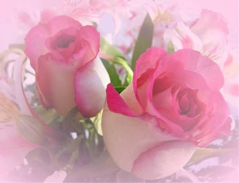 El lenguaje de las rosas: descubre qué transmiten estas hermosas flores en tu jardín.