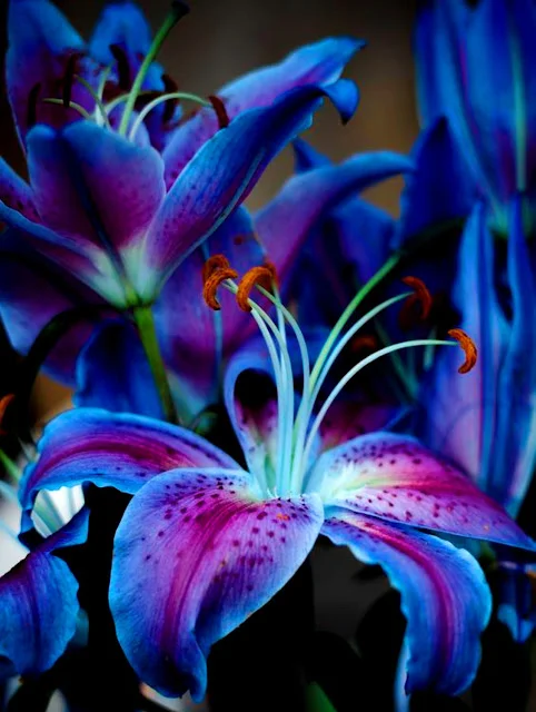 El lirio como regalo: Significado y cuidados para disfrutar de su belleza en tu jardín