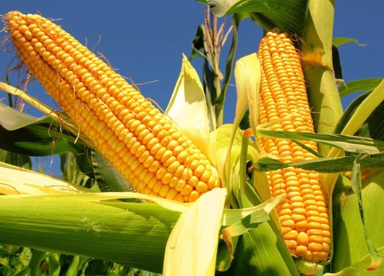Cuántos carbohidratos trae el maíz