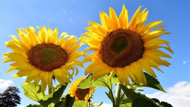 El misterio de los girasoles: descubre qué hacen durante las noches