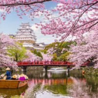 el-misterio-detras-de-la-floracion-masiva-de-cerezos-en-japon