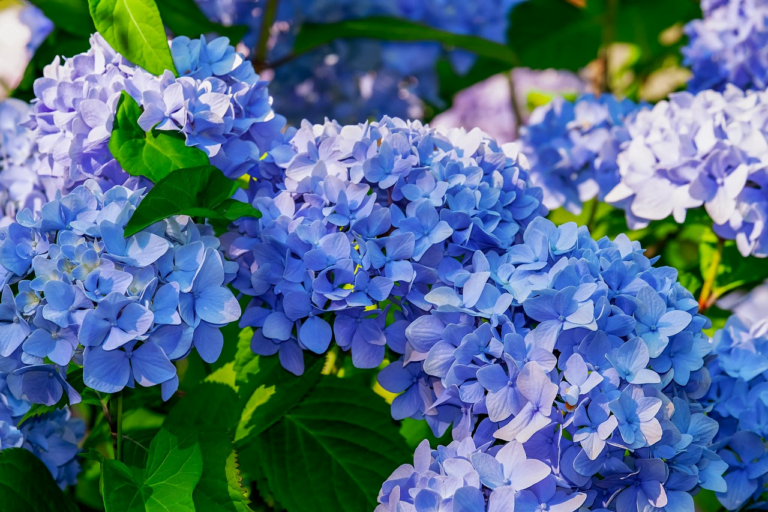 El misterioso significado detrás de las hermosas hortensias azules en tu jardín