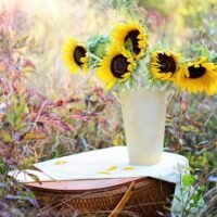 El momento ideal para sembrar semillas de girasol: consejos y recomendaciones