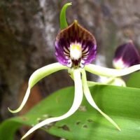 el-mundo-de-las-orquideas-cual-es-la-variedad-mas-valiosa-segun-su-color