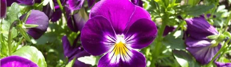 El perfil de las personas amantes de las flores: ¿cómo identificarlas?
