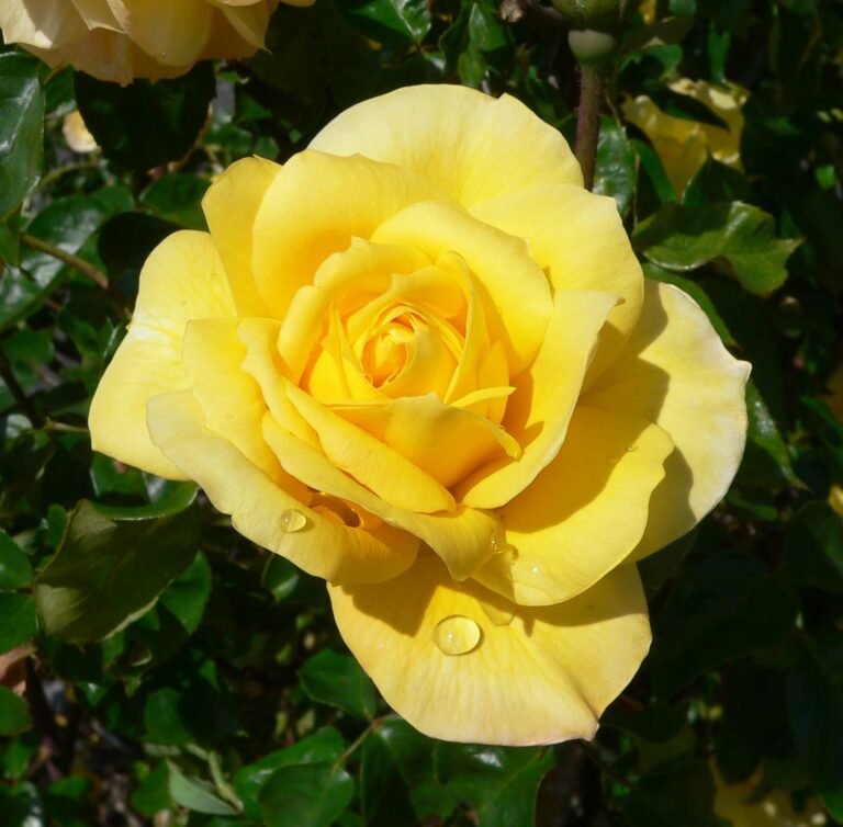 El secreto del éxito de un rosal: Descubre cuántas horas de sol necesita para florecer en todo su esplendor