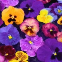el-significado-de-las-flores-segun-su-color-que-tonalidad-representa-el-desprecio-en-el-jardin