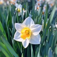 El significado de los Narcisos en el lenguaje de las flores: Descubre su simbolismo en la Jardinería.