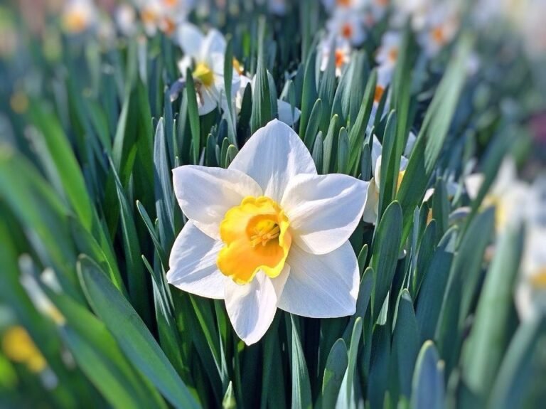 El significado de los Narcisos en el lenguaje de las flores: Descubre su simbolismo en la Jardinería.