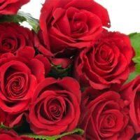 el-significado-de-una-rosa-roja-para-un-hombre-mas-alla-del-romance-en-la-jardineria