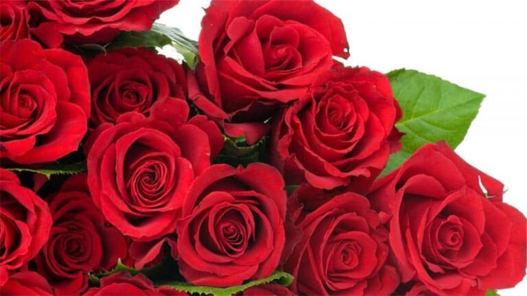 El significado de una rosa roja para un hombre: más allá del romance en la jardinería