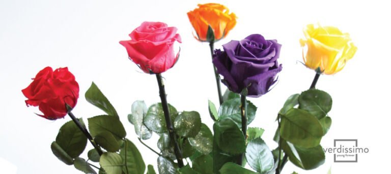 El significado detrás de cada color de rosas: ¿Qué tono elegir para sorprender a tu amiga?