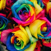 El significado detrás de las flores rosadas: ¿Qué simbolizan y cuándo regalarlas?