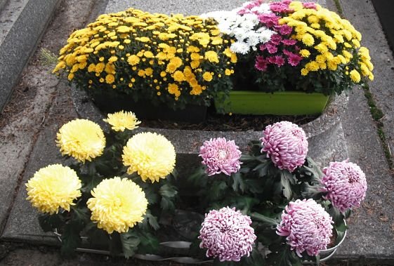 El significado detrás de los crisantemos y cuándo regalarlos como detalle en jardinería