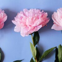 El significado detrás de regalar peonías: una mirada a su simbolismo en la jardinería