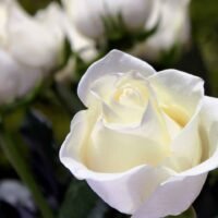 El significado detrás de regalar una rosa a una mujer: descubre el lenguaje de las flores en la jardinería